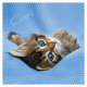 Brillenputztuch mit Designmotiv Katzen blau